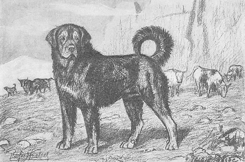 Tibetaner Dogge wie sie wirklich ist, aus Siber "Die deutschen Hunde 1904"