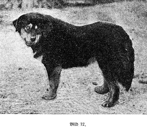 Berlin Zoo bei Dr. Heck, Tibetaner Dogge 1897