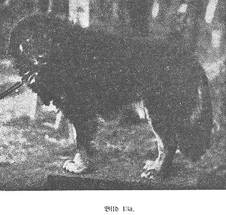 Berlin Zoo 1897 bei Dr. Heck, Tibetaner Dogge