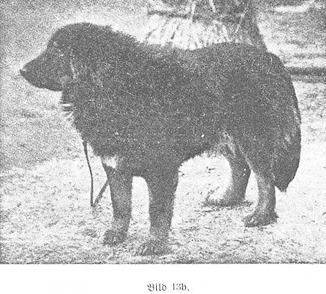Berlin Zoo 1897 bei Dr. Heck, Tibetaner Dogge