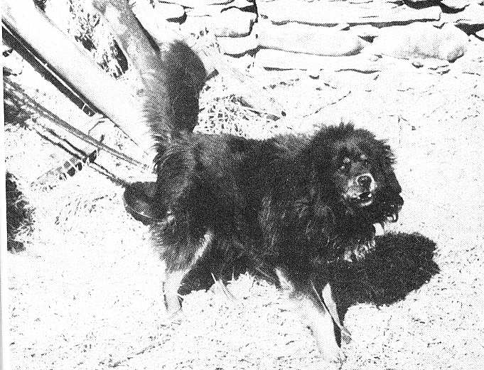 Karawanenhunde waren in Tibet in Gebrauch als schwere Wach- und Schutzhunde um Hab und Gut der Karawane zu sch?zen (ein weiterer Teil der Transhumanz in Tibet)