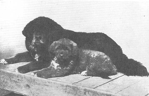 Shekar Gyandru Foto 1931 aus "Hutchington?s Dog Encyclopedia" 